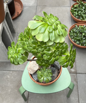 Aeonium Arboretum