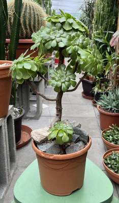 Aeonium Arboretum