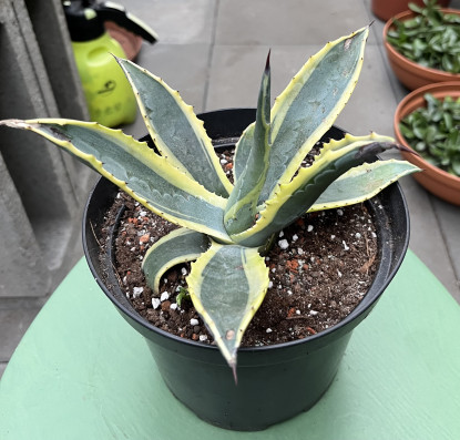 Agáve americana MARGINATA-žlutá cca 24cm s květníkem