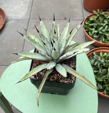 Agave macroacantha 12x25CM