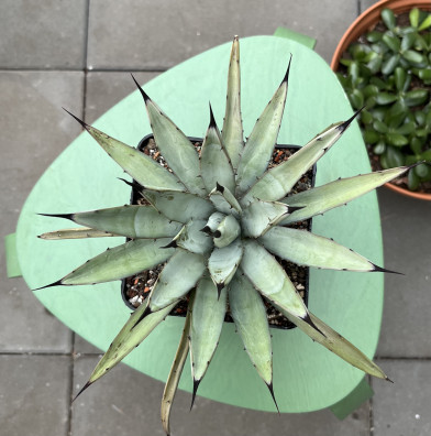 Agave macroacantha 12x25CM