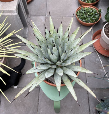 Agave macroacantha 48x48