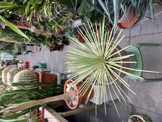 Agave Stricta