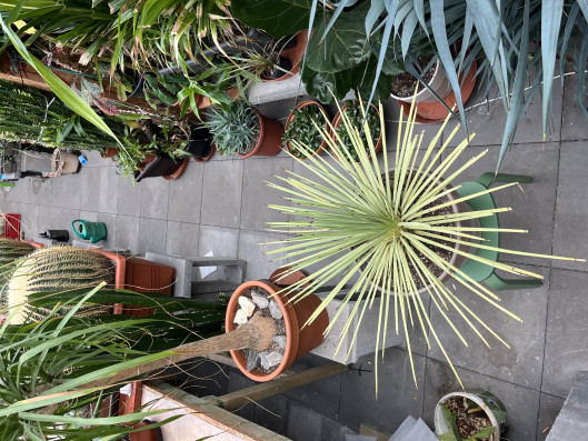 Agave Stricta