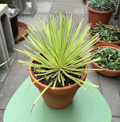 Agave Stricta 35x28cm