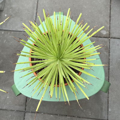 Agave Stricta 35x28cm