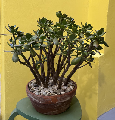 Crassula Ovata VELKÁ ROSTLINA 3