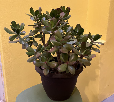 Crassula Ovata VELKÁ ROSTLINA 47x44cm