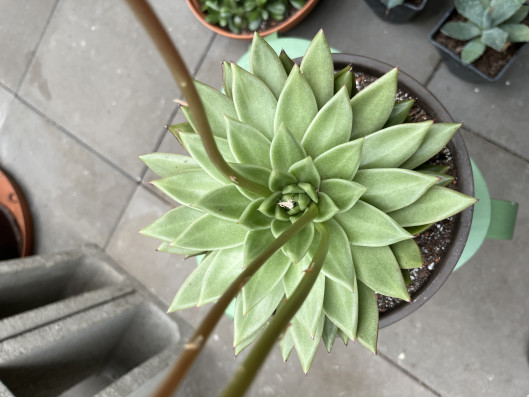 Echeveria Pulidonis velká 28cm