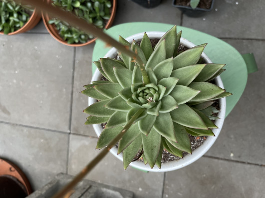 Echeveria Pulidonis velká 28cm