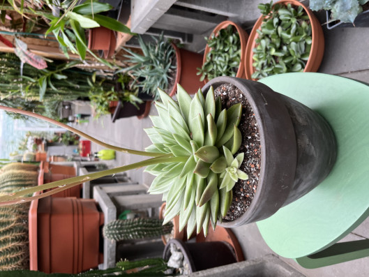 Echeveria Pulidonis velká 28cm