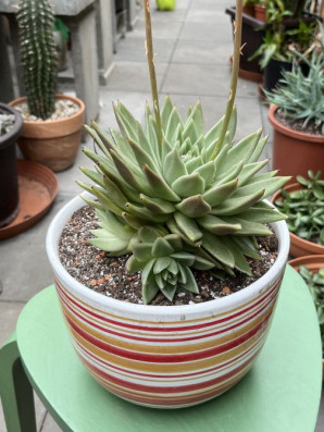 Echeveria Pulidonis velká 28cm