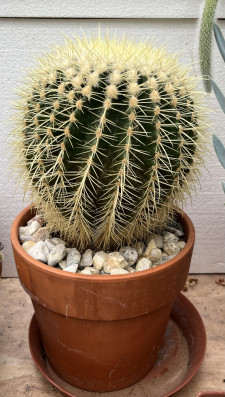 Echinocactus grusonii 46cm