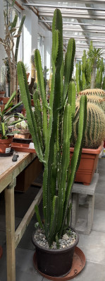 Euphorbia 2m