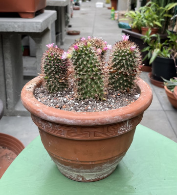 Mammillaria backebergiana