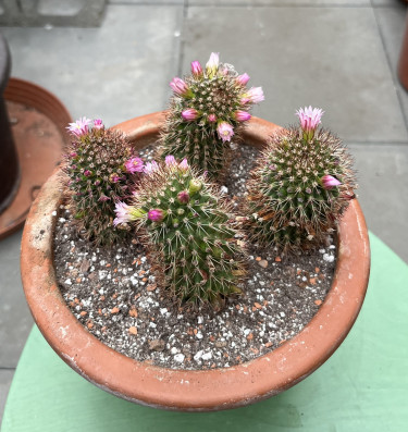 Mammillaria backebergiana