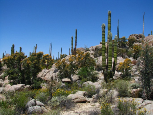 Pachycereus pringlei 1.70m