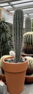 Pachycereus pringlei 1m