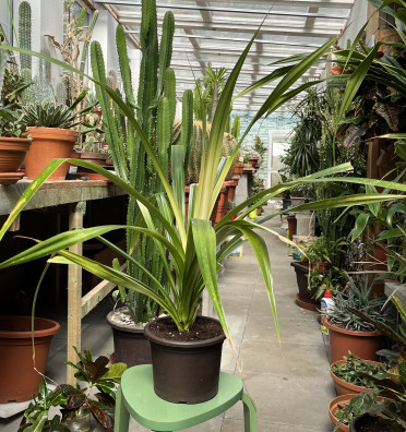 Pandanus Amaryllifolius-pandán