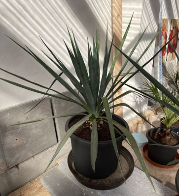 Yucca Gloriosa-VÝŠKA 70cm