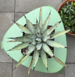 Agave macroacantha 12x25CM