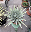 Agave macroacantha 48x48