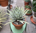 Agave macroacantha 48x48