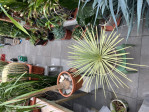 Agave Stricta
