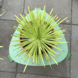 Agave Stricta 35x28cm