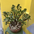 Crassula Ovata VELKÁ ROSTLINA 3