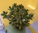 Crassula Ovata VELKÁ ROSTLINA 47x44cm