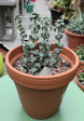 Crassula Perforata