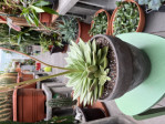 Echeveria Pulidonis velká 28cm