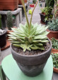 Echeveria Pulidonis velká 28cm