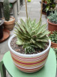 Echeveria Pulidonis velká 28cm