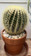 Echinocactus grusonii 46cm
