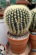 Echinocactus grusonii 50cm