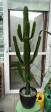 Euphorbia 1.40m