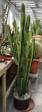 Euphorbia 2m