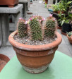 Mammillaria backebergiana