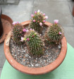 Mammillaria backebergiana