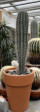 Pachycereus pringlei 1m