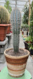 Pachycereus pringlei 70cm