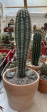 Pachycereus pringlei 80cm