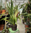 Pandanus Amaryllifolius-pandán
