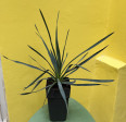 Yucca Gloriosa-VÝŠKA 25cm