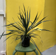 Yucca Gloriosa-VÝŠKA 55cm