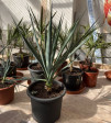 Yucca Gloriosa-VÝŠKA 70cm