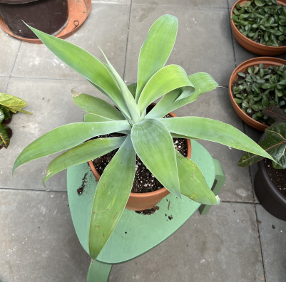 Agáve Atenuata cca 40cm