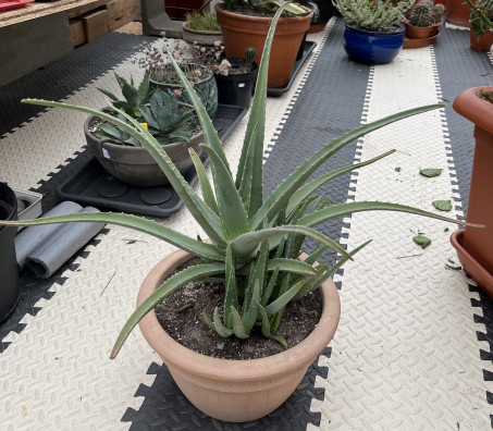 Aloe pravá-velká rostlina-mnoho odnoží